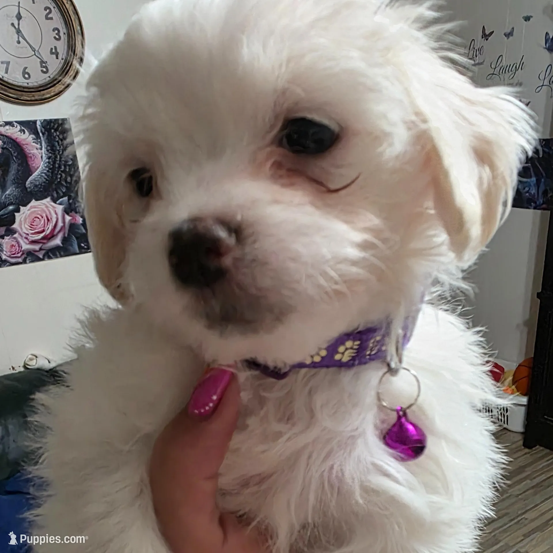 Spot – Maltipoo puppy for sale in Kit Carson, CO