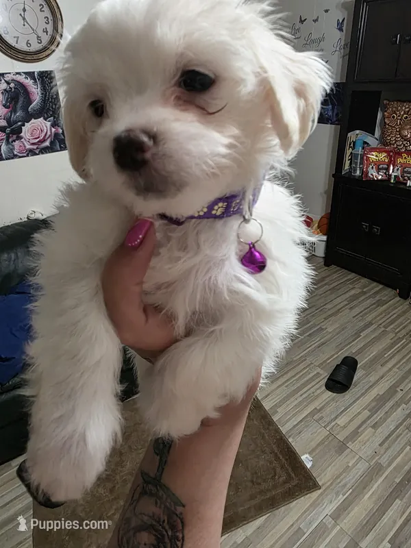 Spot – Maltipoo puppy for sale in Kit Carson, CO