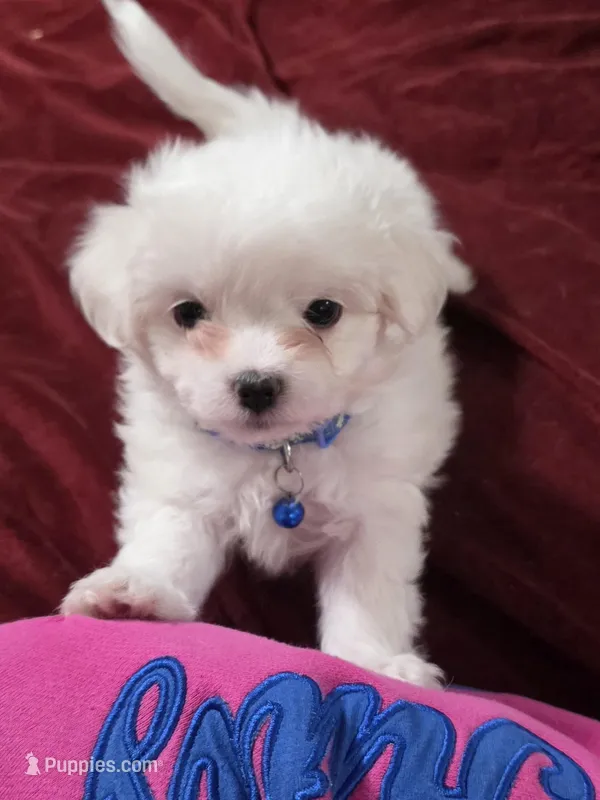 Sapphire  – Maltipoo puppy for sale in Kit Carson, CO