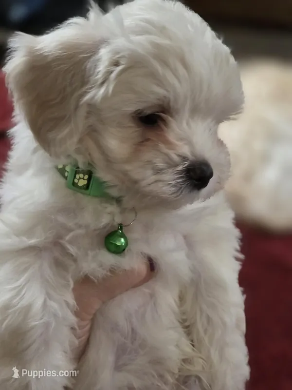 Emerald – Maltipoo puppy for sale in Kit Carson, CO