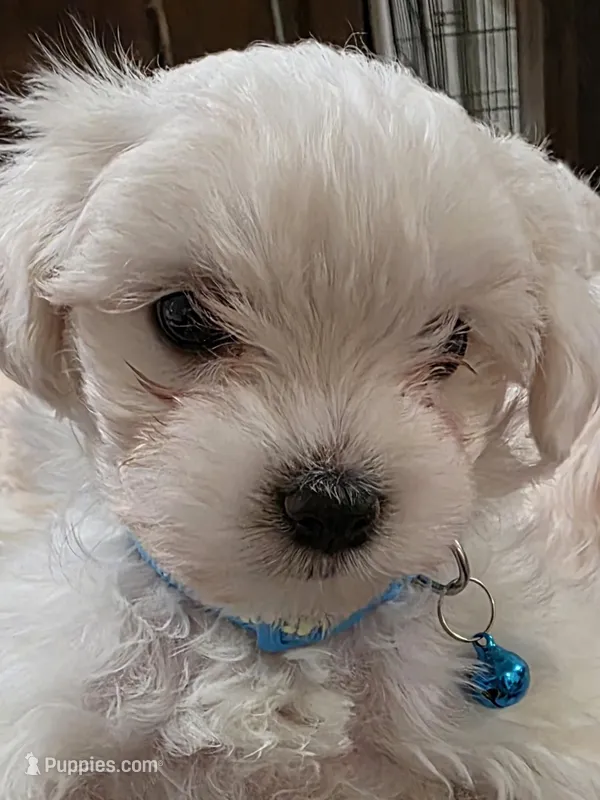 Rocky – Maltipoo puppy for sale in Kit Carson, CO
