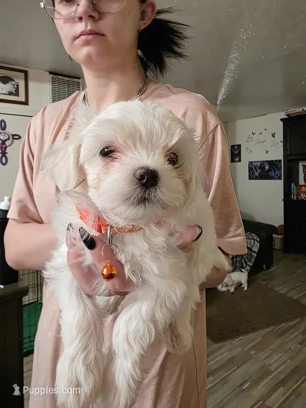 Teddy – Maltipoo puppy for sale in Kit Carson, CO
