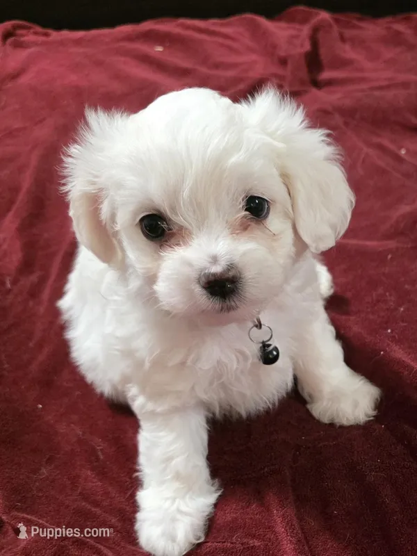 Obi – Maltipoo puppy for sale in Kit Carson, CO