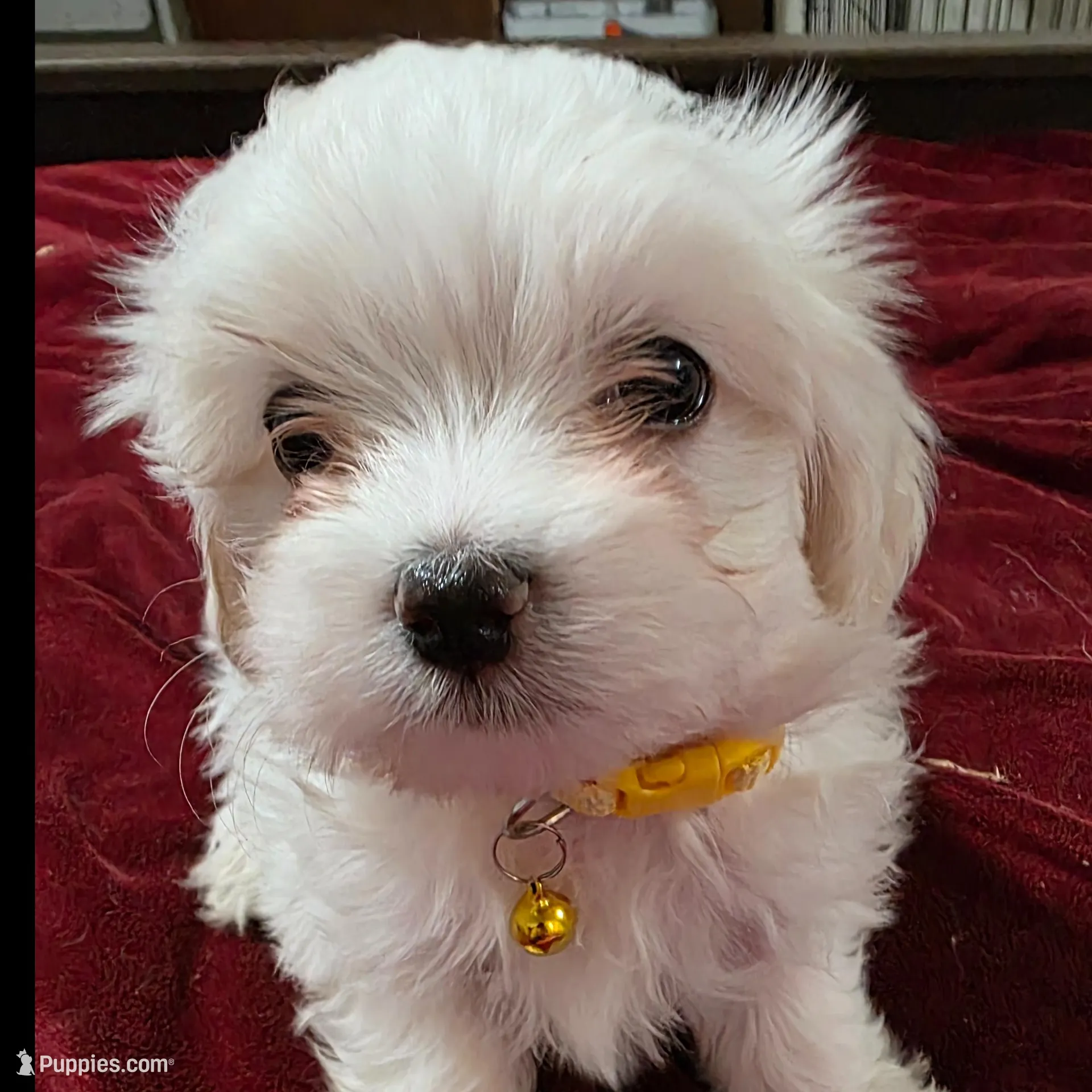 Max – Maltipoo puppy for sale in Kit Carson, CO