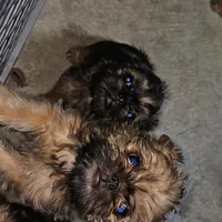 AKC Bella, a female Brussels Griffon for sale in New Lexington, OH – Photo 2 of 2