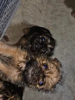 AKC Bella, a female Brussels Griffon for sale in New Lexington, OH – Photo 2 of 2