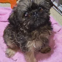 AKC Bella, a female Brussels Griffon for sale in New Lexington, OH – Photo 1 of 2