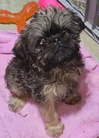 AKC Bella, a female Brussels Griffon for sale in New Lexington, OH – Photo 1 of 2