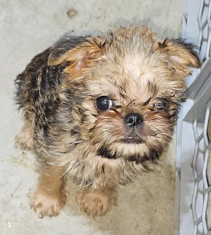 AKC Prancer, a male Brussels Griffon for sale in New Lexington, OH – Photo 1 of 1