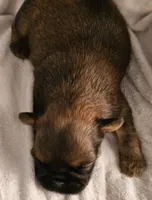 AKC Girl 1, a female Brussels Griffon for sale in New Lexington, OH – Photo 2 of 4