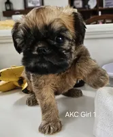 AKC Girl 1, a female Brussels Griffon for sale in New Lexington, OH – Photo 4 of 4