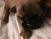 AKC Girl 1, a female Brussels Griffon for sale in New Lexington, OH – Photo 3 of 4