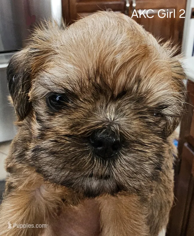 AKC Girl 2