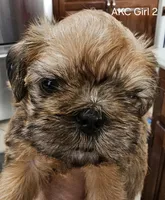 AKC Girl 2, a female Brussels Griffon for sale in New Lexington, OH – Photo 1 of 5
