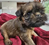 AKC Girl 2, a female Brussels Griffon for sale in New Lexington, OH – Photo 2 of 5