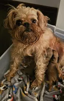 AKC Girl 2, a female Brussels Griffon for sale in New Lexington, OH – Photo 5 of 5