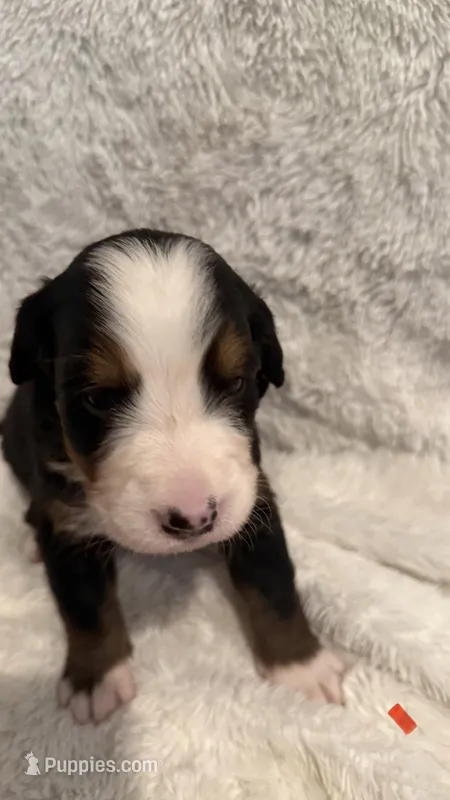 Mr. Red  – Bernese Mountain Dog puppy for sale in Newark, OH