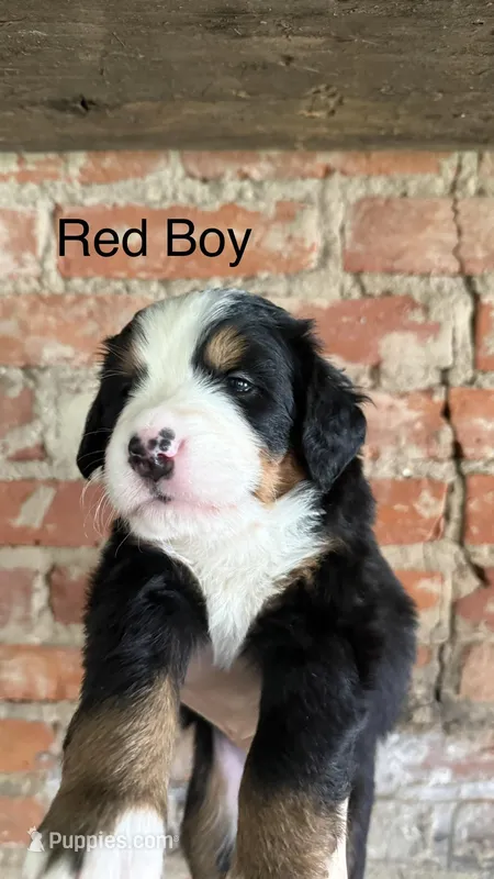 Mr. Red  – Bernese Mountain Dog puppy for sale in Newark, OH