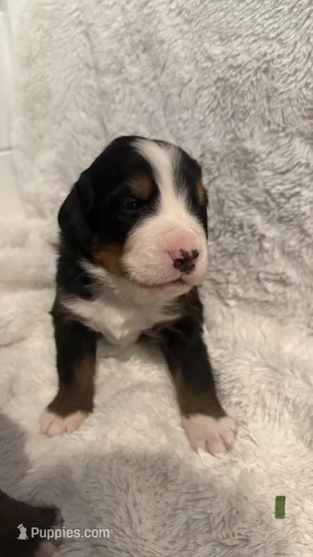 Mr. Green – Bernese Mountain Dog puppy for sale in Newark, OH