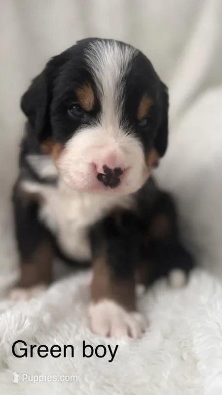 Mr. Green – Bernese Mountain Dog puppy for sale in Newark, OH