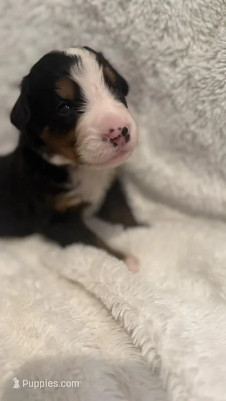 Mr. Grey – Bernese Mountain Dog puppy for sale in Newark, OH