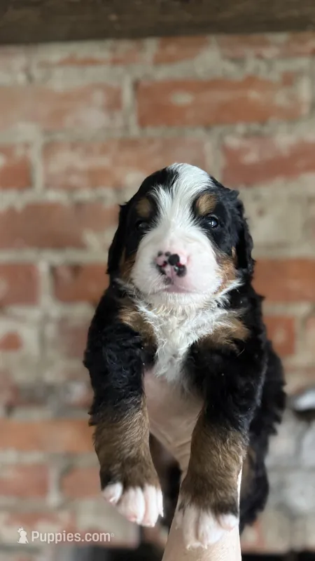 Mr. Grey – Bernese Mountain Dog puppy for sale in Newark, OH