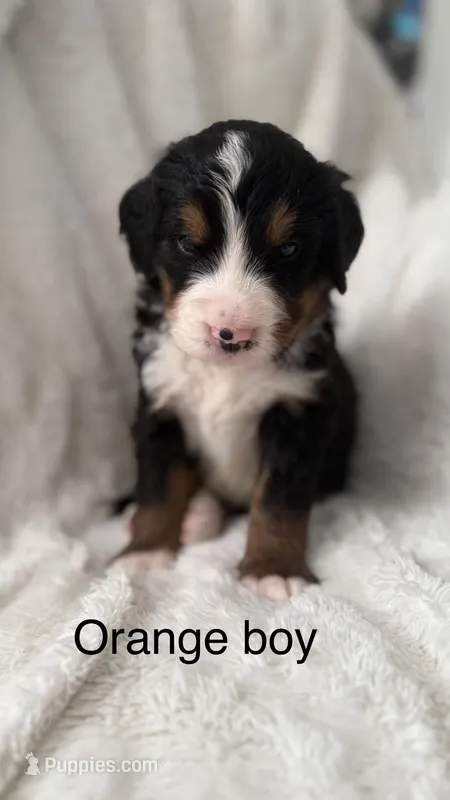 Mr. Orange  – Bernese Mountain Dog puppy for sale in Newark, OH