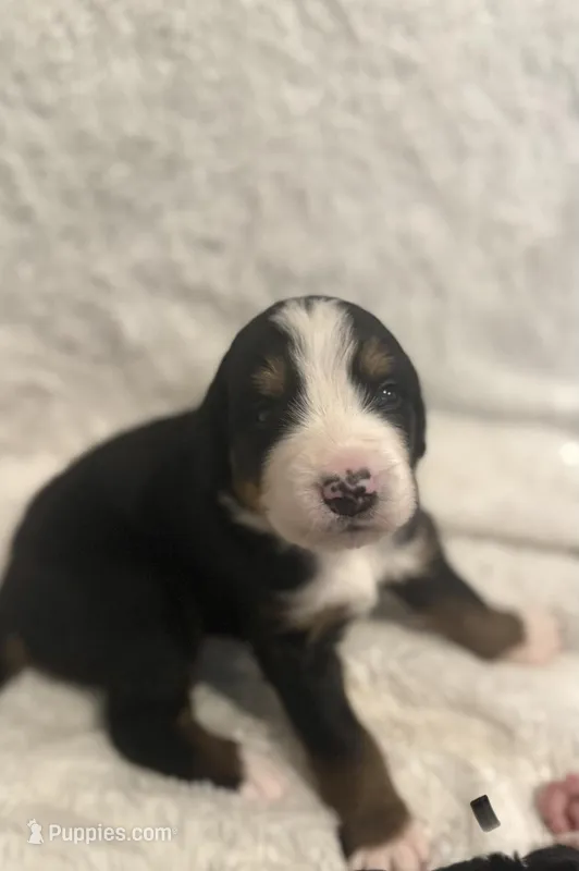 Mr. Black – Bernese Mountain Dog puppy for sale in Newark, OH