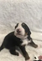 Mr. Black, a male Bernese Mountain Dog for sale in Newark, OH – Photo 2 of 2