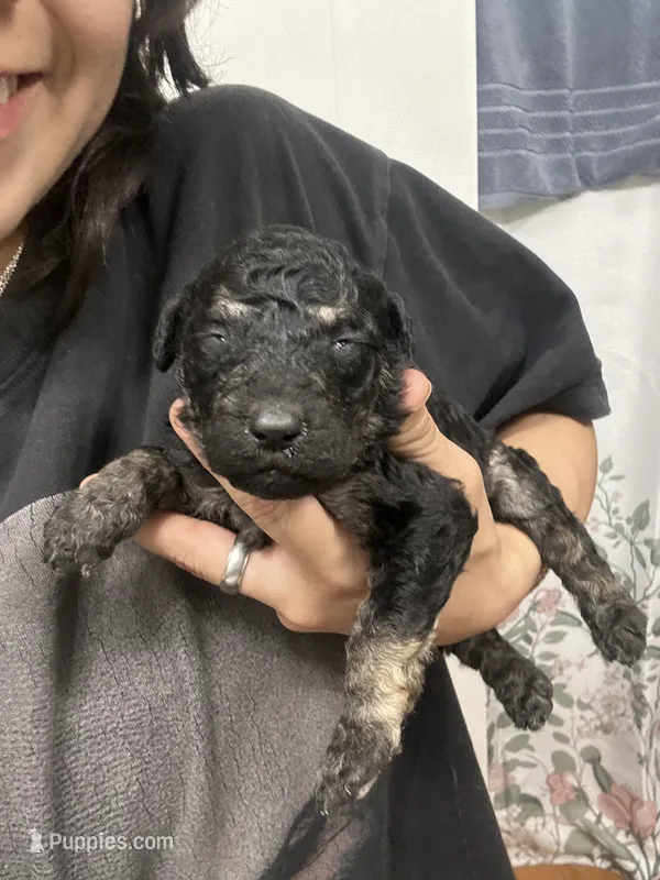 Clover – Goldendoodle puppy for sale in Del Rio, TX