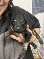 Clover, a female Goldendoodle for sale in Del Rio, TX – 1 of 3