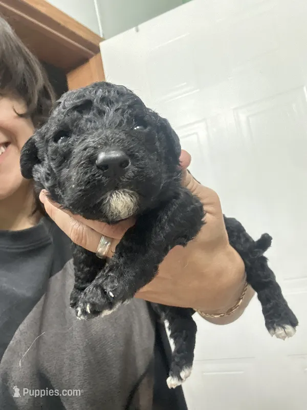 Peaches  – Goldendoodle puppy for sale in Del Rio, TX