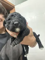 Peaches , a female Goldendoodle for sale in Del Rio, TX – 1 of 1