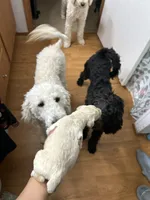 Buttercup, a male Goldendoodle for sale in Del Rio, TX – 3 of 3