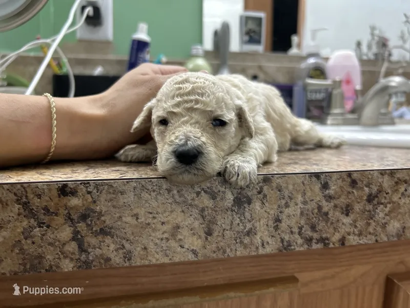 Sunny – Goldendoodle puppy for sale in Del Rio, TX