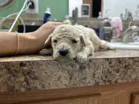 Sunny, a female Goldendoodle for sale in Del Rio, TX – 1 of 2