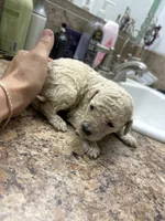 Sunny, a female Goldendoodle for sale in Del Rio, TX – 2 of 2