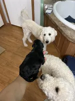 Hazel, a female Goldendoodle for sale in Del Rio, TX – 2 of 2
