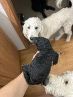 Clover, a female Goldendoodle for sale in Del Rio, TX – 3 of 3