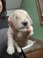 Buttercup, a male Goldendoodle for sale in Del Rio, TX – 2 of 3