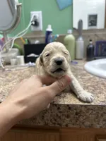 Poppy, a female Goldendoodle for sale in Del Rio, TX – 1 of 2