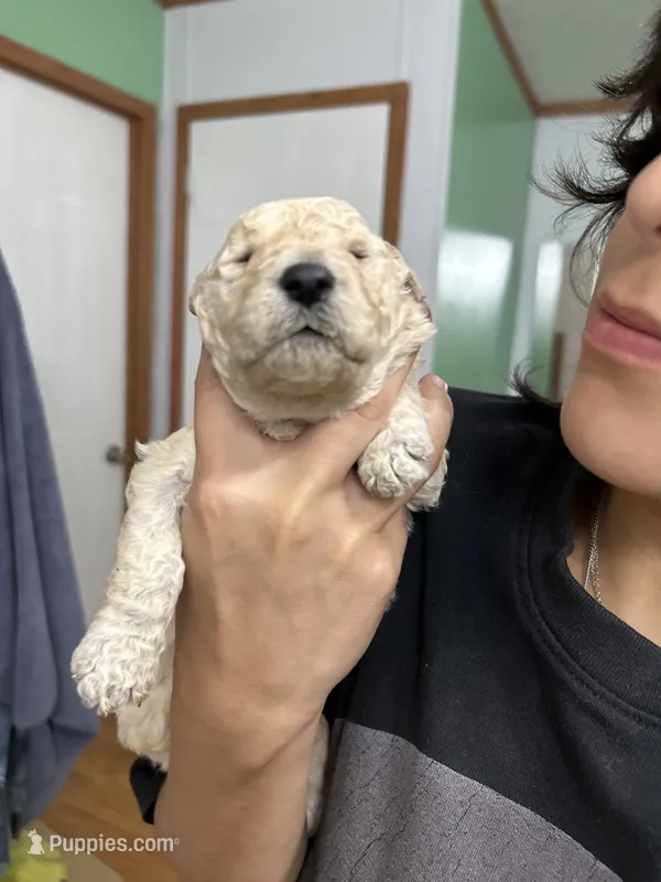 Blossom – Goldendoodle puppy for sale in Del Rio, TX
