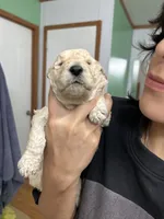 Blossom, a female Goldendoodle for sale in Del Rio, TX – 1 of 3