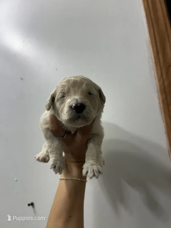 Buttercup – Goldendoodle puppy for sale in Del Rio, TX