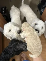 Blossom, a female Goldendoodle for sale in Del Rio, TX – 3 of 3