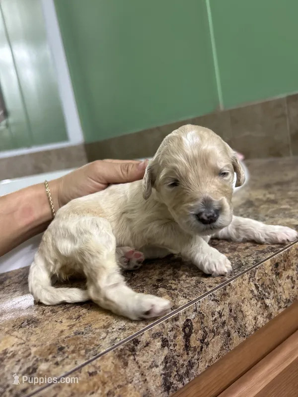 Cherry  – Goldendoodle puppy for sale in Del Rio, TX
