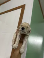 Rain, a female Goldendoodle for sale in Del Rio, TX – 1 of 1