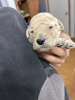 Blossom, a female Goldendoodle for sale in Del Rio, TX – 2 of 3