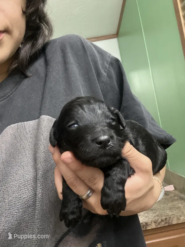 Hazel – Goldendoodle puppy for sale in Del Rio, TX