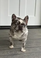 Blue Eyes Maybaline, a female French Bulldog for sale in Wright City, MO – Photo 4 of 6